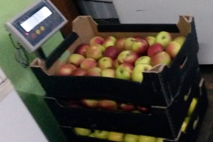 Томский Россельхознадзор нашел санкционные яблоки в Новый год