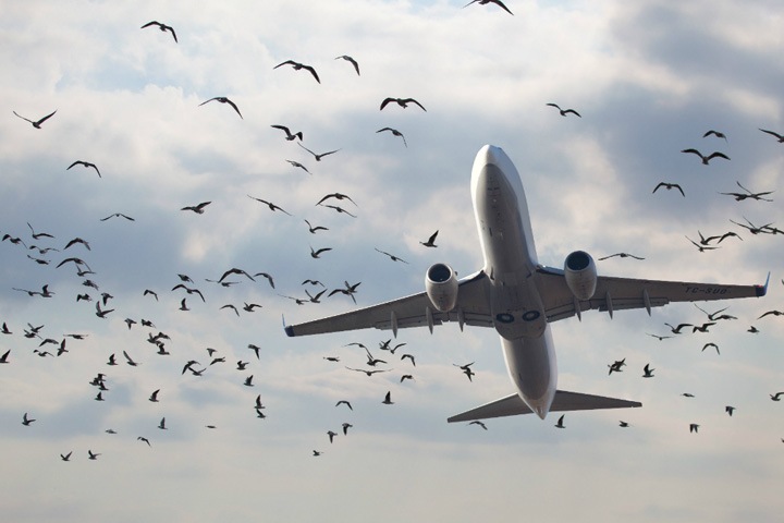 Томский аэропорт тестирует новейший прибор для отпугивания птиц