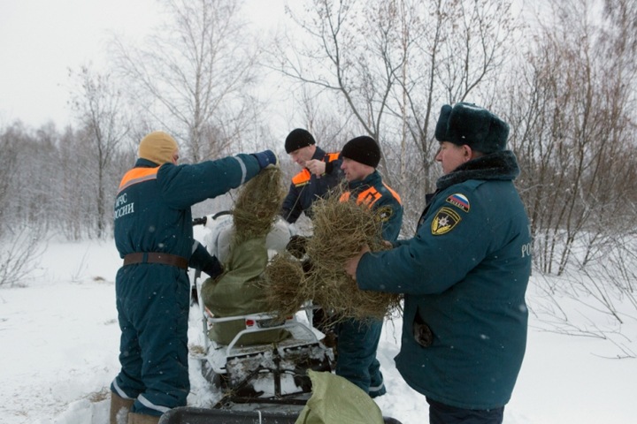 Новосибирское МЧС занялось спасением голодающих косуль