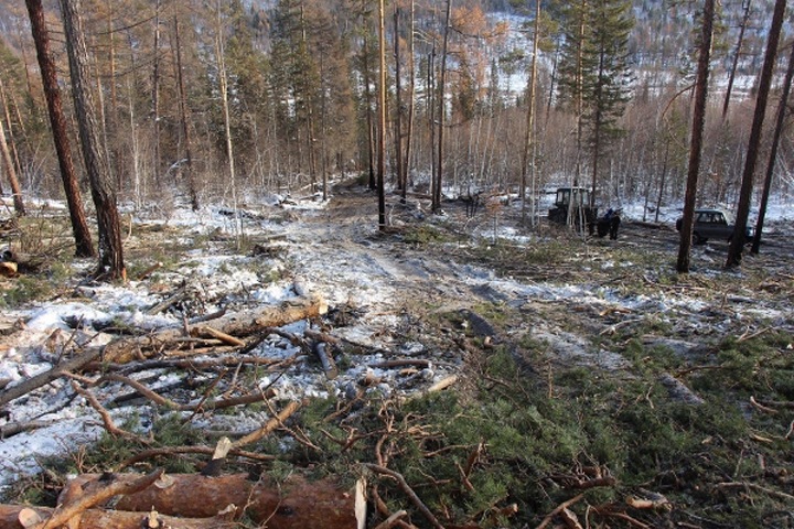Иркутские активисты ОНФ заинтересовались рубками леса на Ольхоне