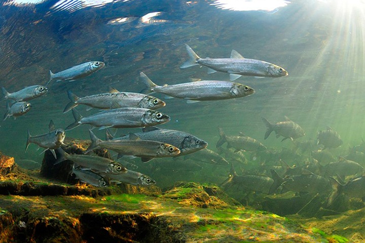 Численность байкальских рыб замерят специальным гидроакустическим комплексом
