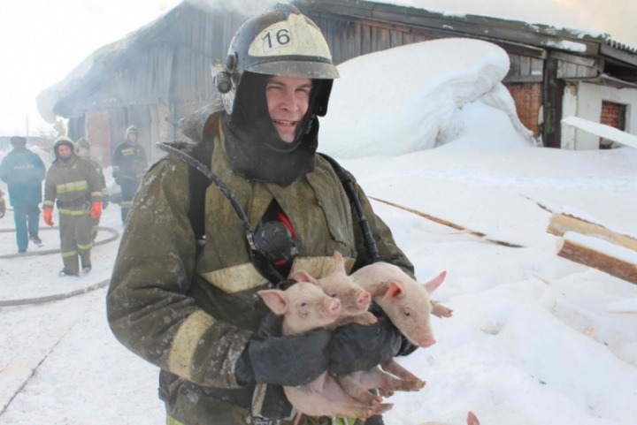 Томские пожарные спасли сотни поросят из горящего свинарника