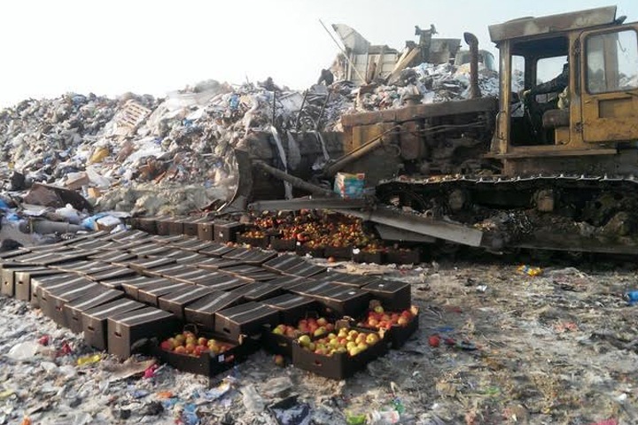 Почти 2 тонны санкционных яблок раздавили в Красноярске 