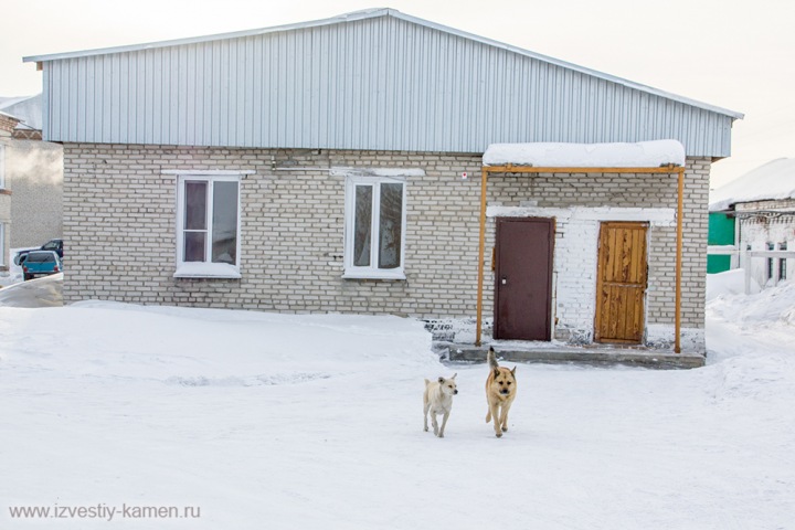 Бродившие у психбольницы собаки набросились на ребенка в Алтайском крае