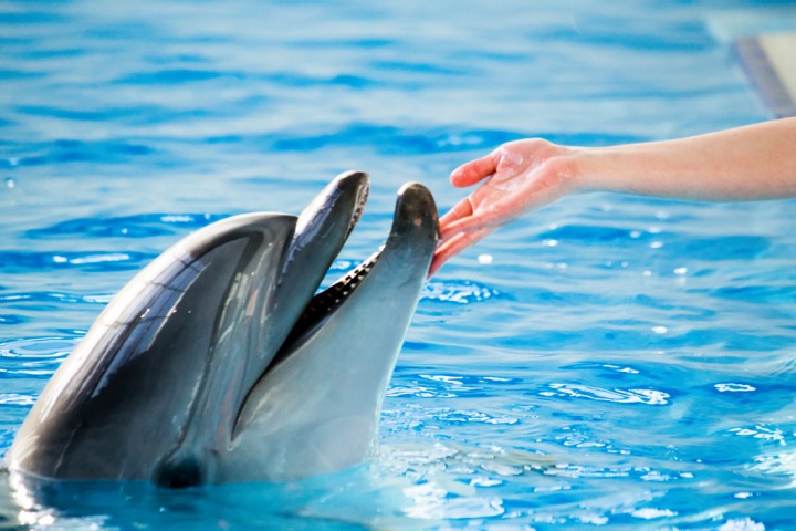 Центр плавания с дельфинами открылся в Новосибирске