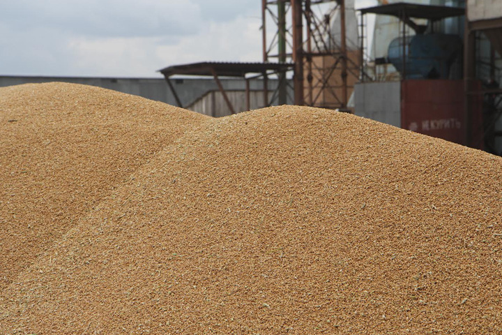 Красноярский край начал экспортировать пшеницу в Китай