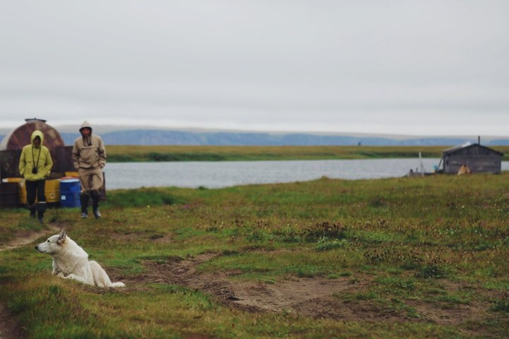 Фильм про геологов НГУ в Арктике покажут на большом экране