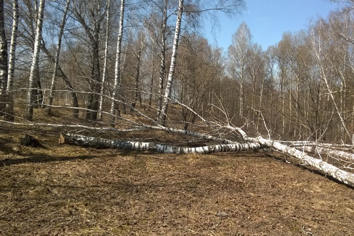 Застройщик начал вырубать Барышевский лес под коттеджи