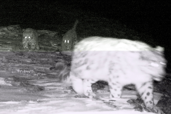 Самку ирбиса с котятами впервые сфотографировали в Бурятии