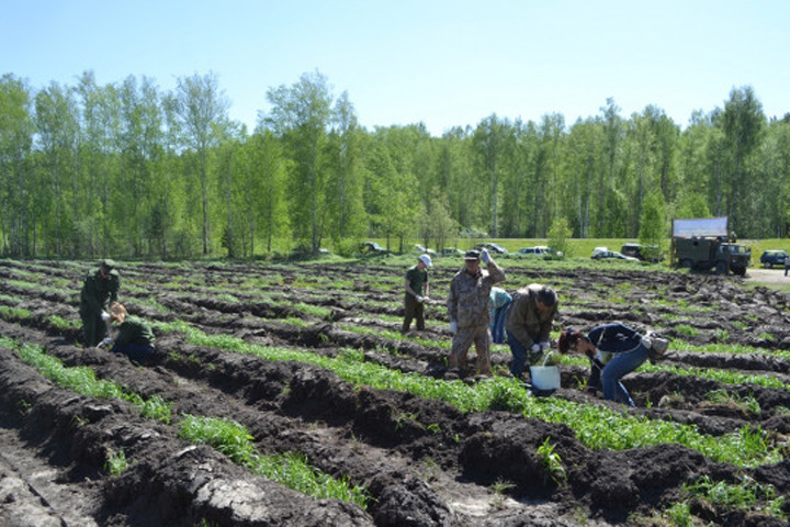 Акция по высадке хвойных деревьев прошла во всех районах Новосибирской области