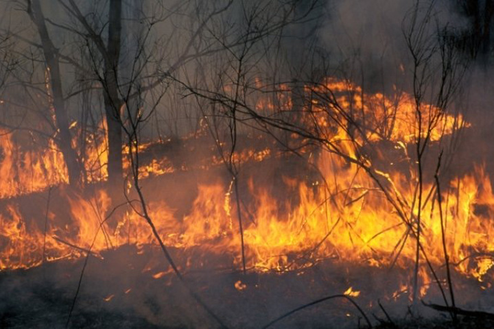 Площадь пожаров в Забайкалье выросла в 1,7 раза