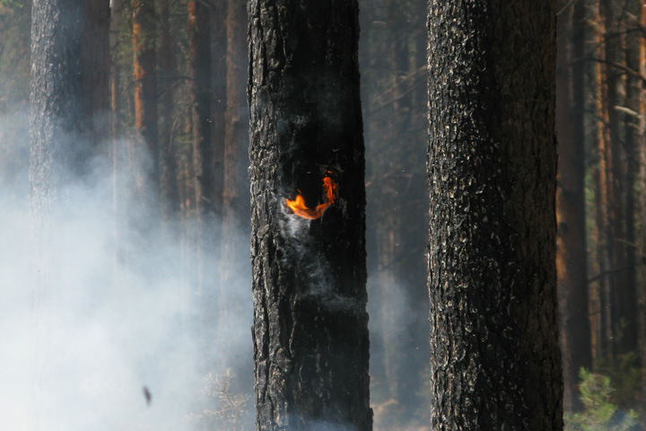 Власти Бурятии рассказали, почему занижают площади лесных пожаров в десятки раз