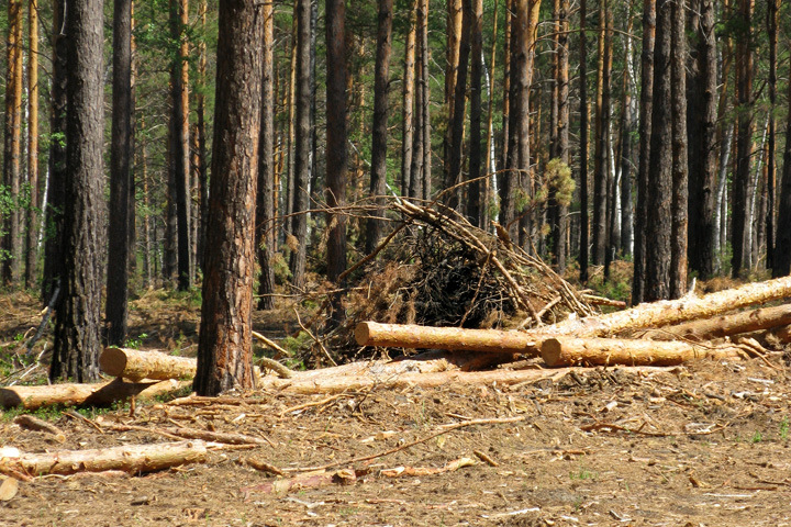 Сотрудники Гослесслужбы Забайкалья заработали  более полумиллиона за незаконный отвод лесосек