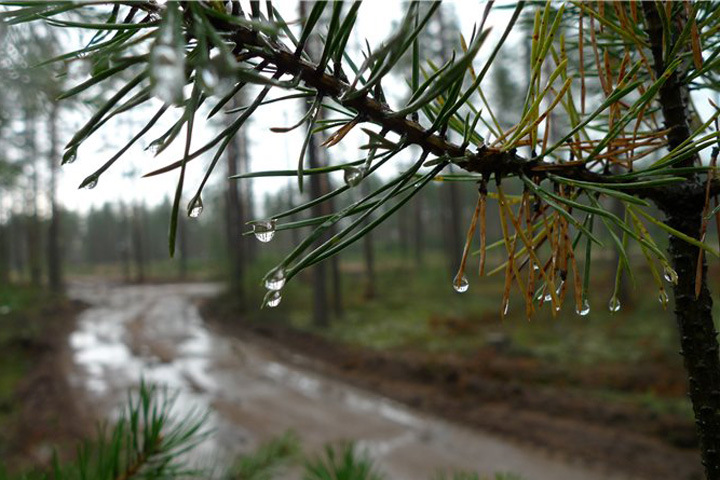 Искусственный дождь вызвали в шести районах  Забайкалья