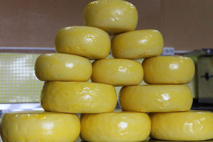 Алтайское предприятие начало делать сыр по старинной итальянской технологии
