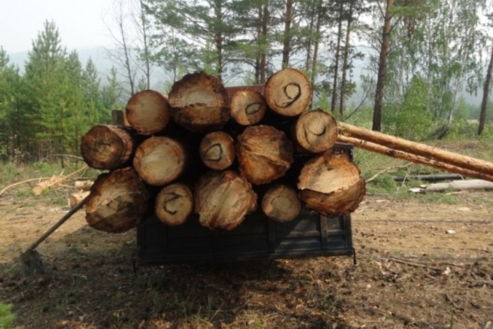 Новосибирская область оценила ущерб от черных лесорубов в 20 млн