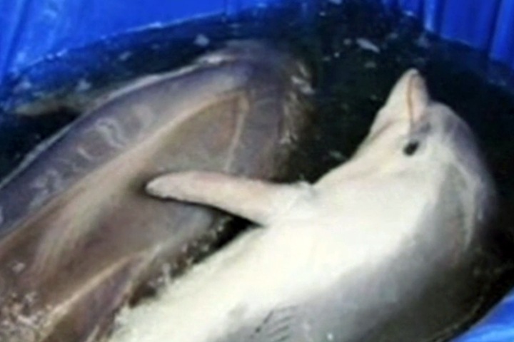 Красноярцы выступили против передвижного дельфинария