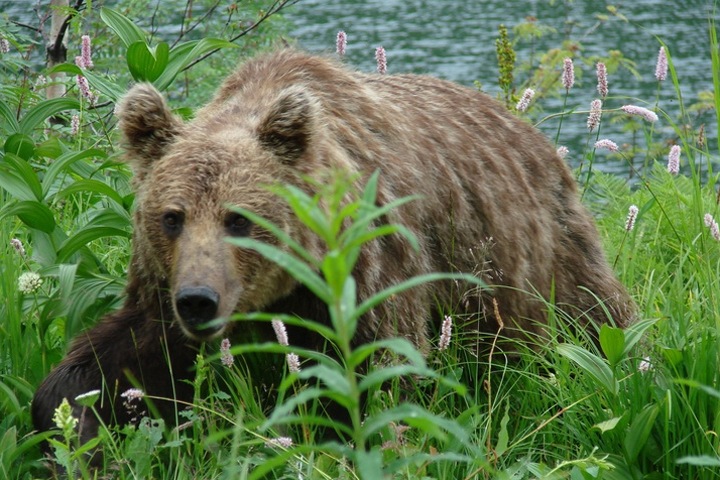 Кузбасские туристы просят власти обратить внимание на обнаглевших медведей