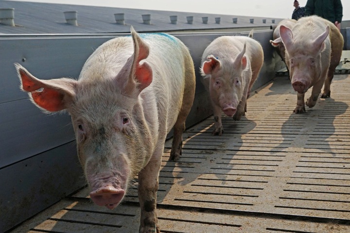 Новосибирский Россельхознадзор опроверг сведения об африканской чуме свиней