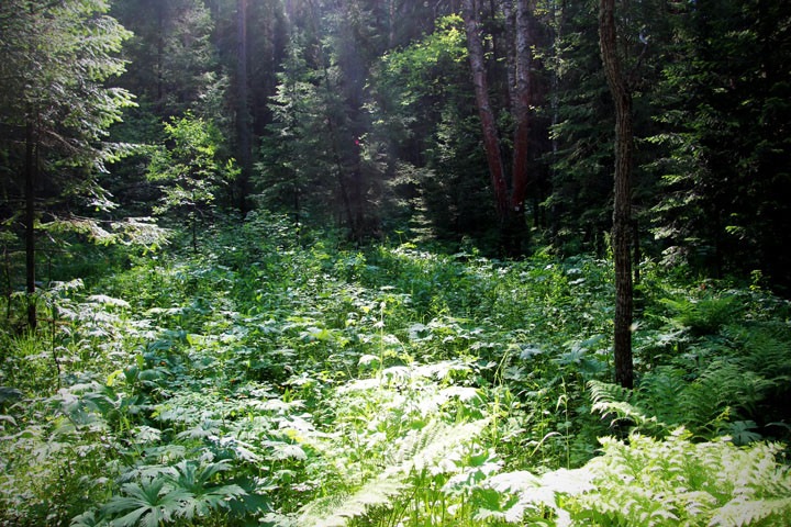 Красноярскому лесу предрекли гибель из-за шелкопряда