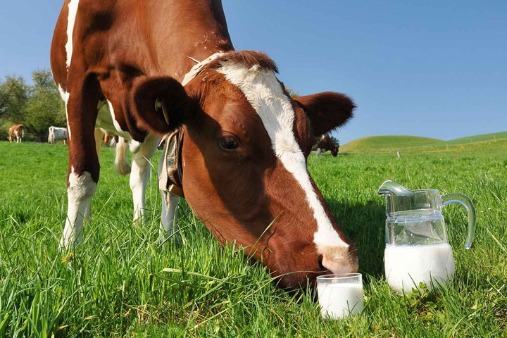 Обеспеченность кормами позволила новосибирским аграриями резко нарастить производство молока