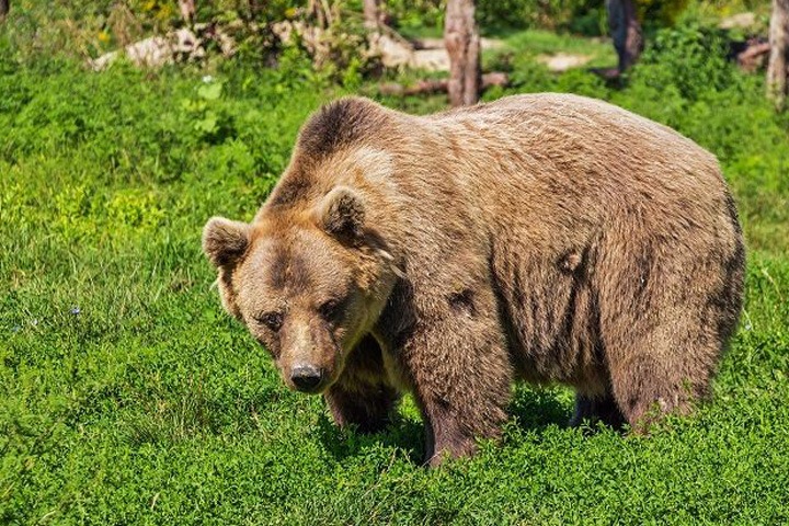 Кузбасские власти назвали неурожай ягод причиной выхода медведей к людям