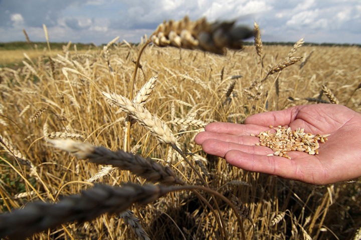 Новосибирские аграрии собрали больше зерна, чем в 2016-м