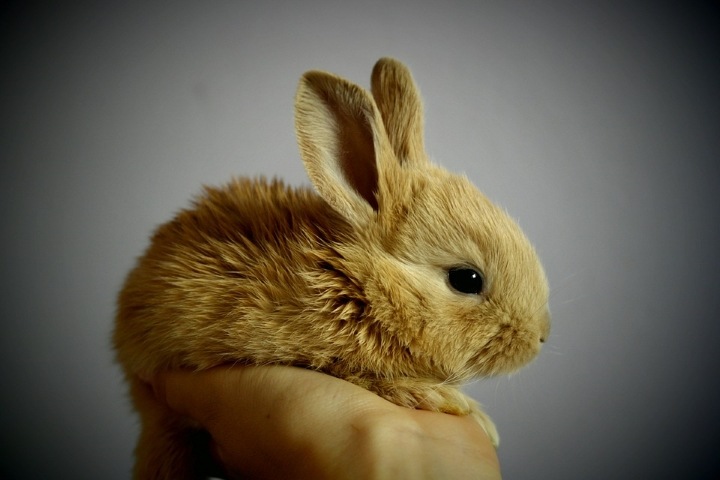 Знакомьтесь с местной фауной, или где найти кроликов и зайцев в Краснодаре