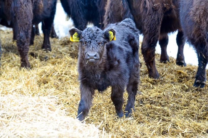 Алтайский курорт построил собственную ферму для шотландских коров