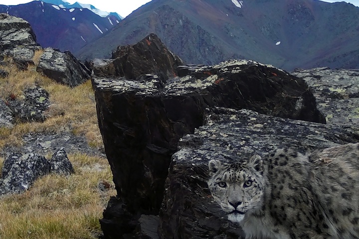 Снежного барса впервые нашли на плато Укок