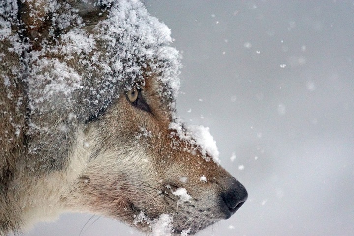 Волки начали давить животных прямо во дворах бурятских деревень