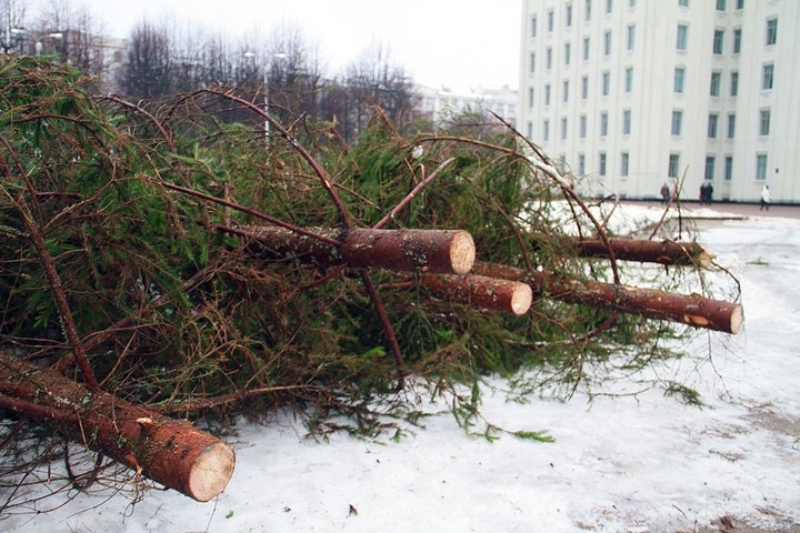 Власти Новосибирской области будут охранять елки от новогодних грабителей