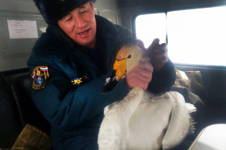 Алтайский пожарный приютил в курятнике отбившегося от стаи лебедя