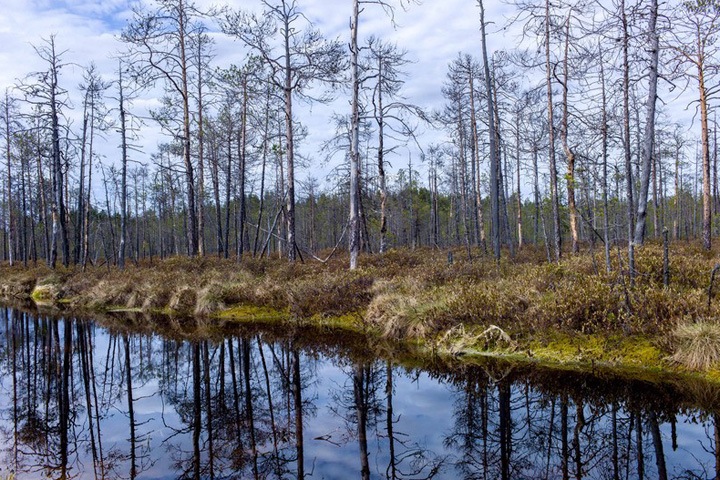 Правительство утвердило создание заповедника на территории одного из крупнейших болот Земли