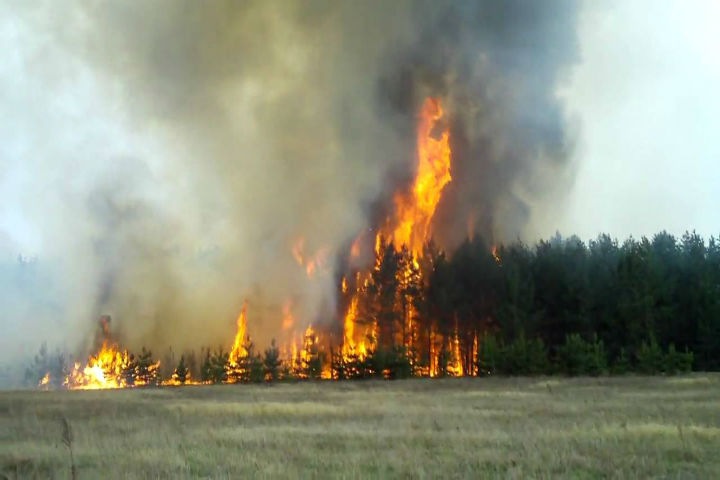 «Безукоризненно готовимся»: губернатор Забайкалья отчиталась о подготовке к периоду лесных пожаров