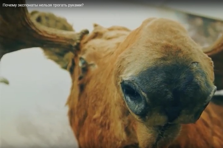 Новосибирский краеведческий снимает сериал про людей музея