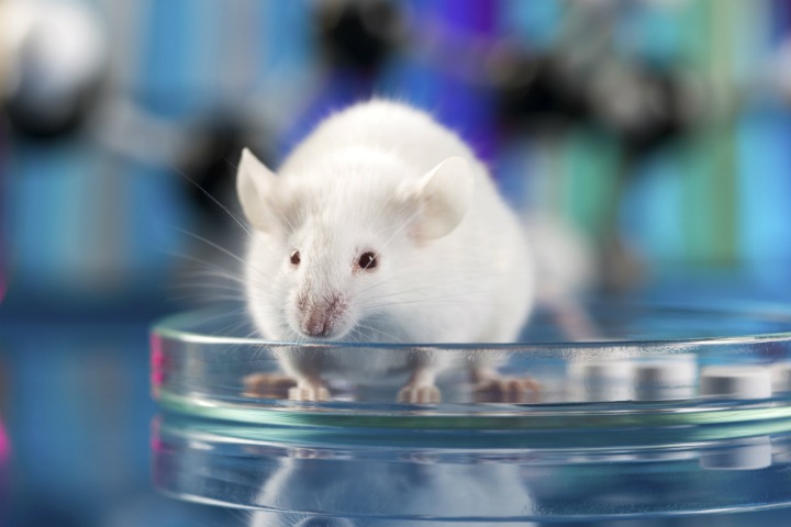 Иммунная система может улучшать память. Это доказали на крысах