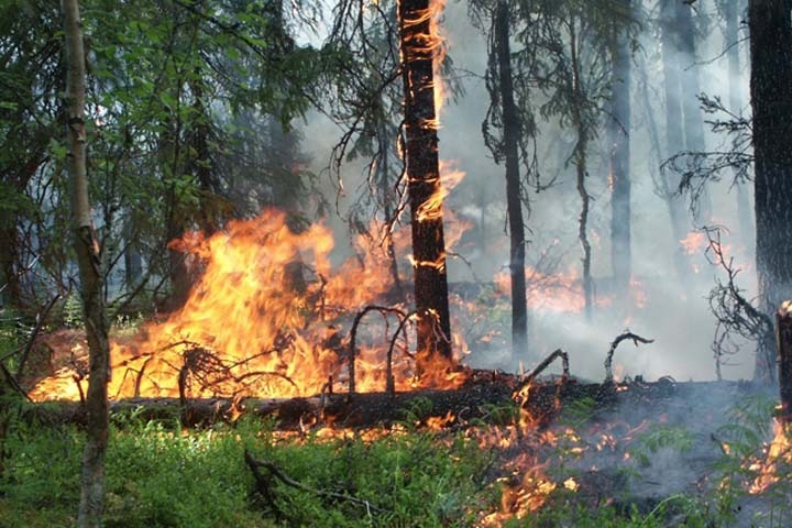 Площадь лесных пожаров в Забайкалье составляет 30 тыс. гектаров