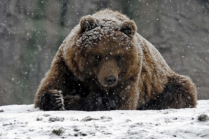 Сибирские медведи атакуют села. Из-за аномально холодной весны им нечего есть