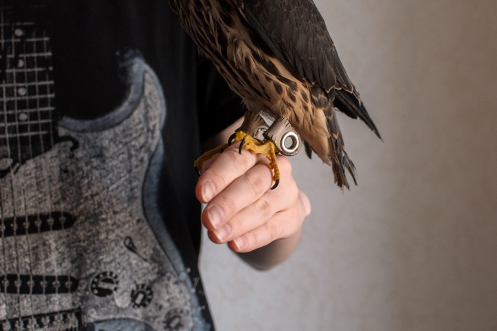 «Большая ошибка — подобрать выпавшего из гнезда птенца»: как выхаживают диких птиц в Новосибирске