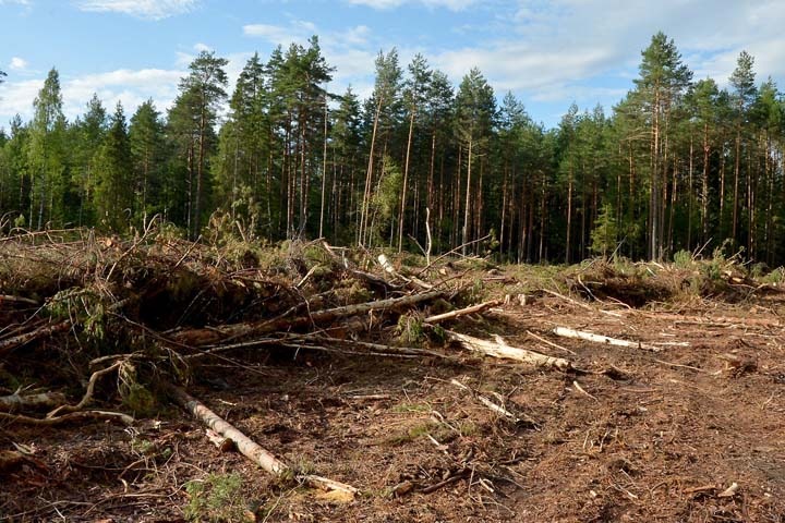 Омские власти саботируют поручение Путина по вырубкам леса