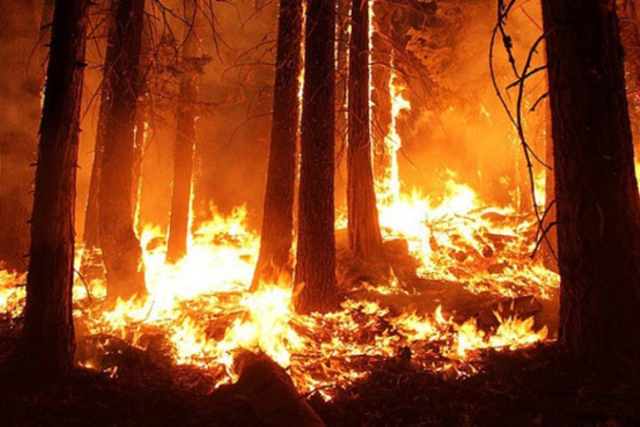 Читинец сжег 467 гектаров леса, чтобы посмотреть, «как он горит»