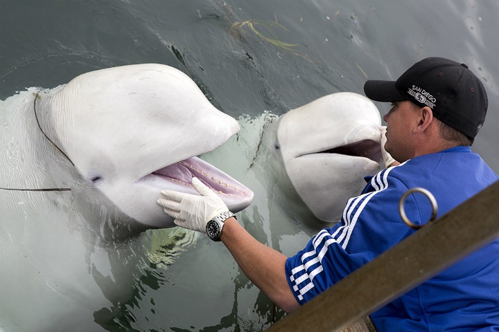 Российские ученые научатся разговаривать с дельфинами