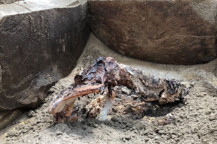 Древнюю мумию нашли в зоне затопления Саяно-Шушенской ГЭС