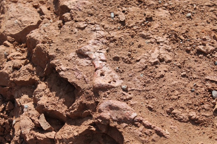 Кости гигантского динозавра нашли ученые в Кемеровской области