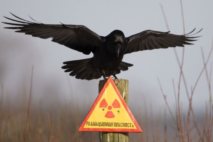 Экологи потребовали открыть информацию о радиоактивных отходах в Северске