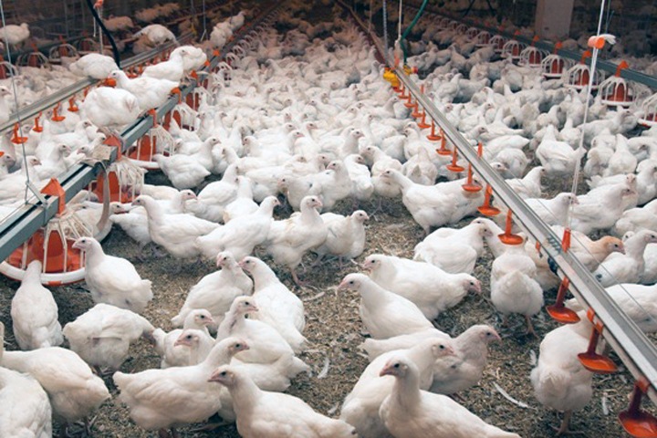«Новосибирская птицефабрика» банкротит завод единоросса из заксобрания