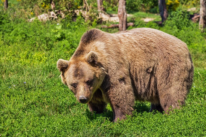 Красноярцы составили карту обитания медведей на территории заповедника «Столбы»