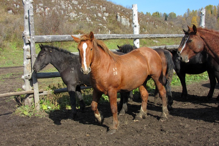 Туристическую породу лошадей выведут на Алтае