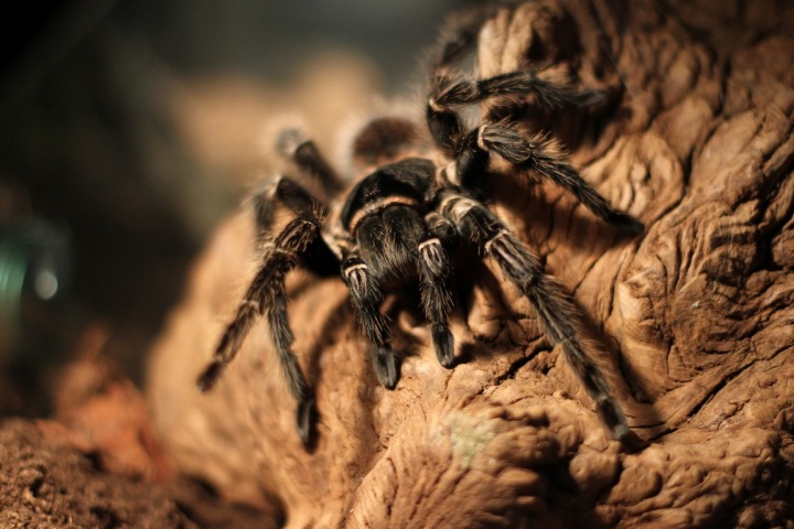 Гигантских живых пауков покажут в новосибирском музее